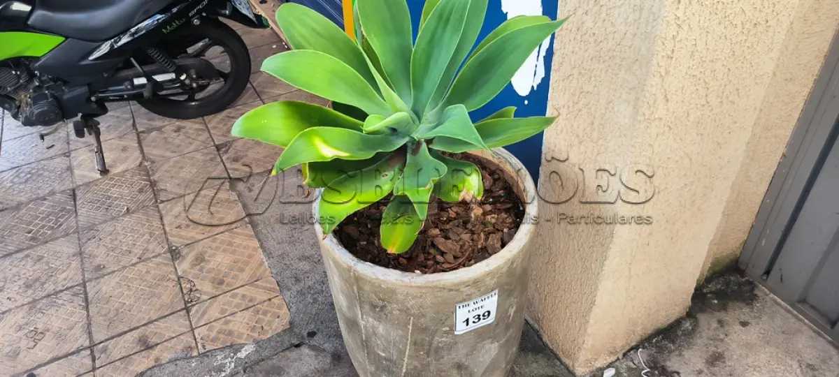 LOTE 139 - 01 JARRO COM PLANTAS VIVAS DECORATIVAS (NO ESTADO) ATENÇÃO! FAZER A VISITAÇÃO ANTES DE ARREMATAR, NÃO SABEMOS SE FUNCIONA. LEILÃO NÃO TEM GARANTIA E NEM DEVOLUÇÃO, SUJEITO A POSSÍVEIS AVARIAS VISÍVEIS/OCULTAS E/OU AUSÊNCIA DE COMPONENTES.
