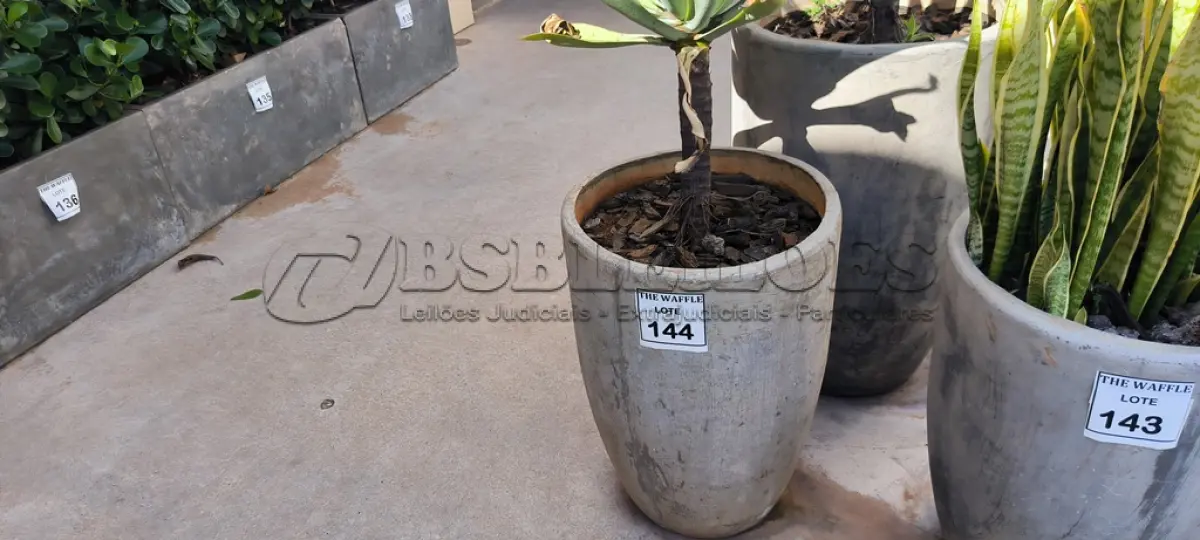 LOTE 142 - 01 JARRO COM PLANTAS VIVAS DECORATIVAS (NO ESTADO) ATENÇÃO! FAZER A VISITAÇÃO ANTES DE ARREMATAR, NÃO SABEMOS SE FUNCIONA. LEILÃO NÃO TEM GARANTIA E NEM DEVOLUÇÃO, SUJEITO A POSSÍVEIS AVARIAS VISÍVEIS/OCULTAS E/OU AUSÊNCIA DE COMPONENTES.
