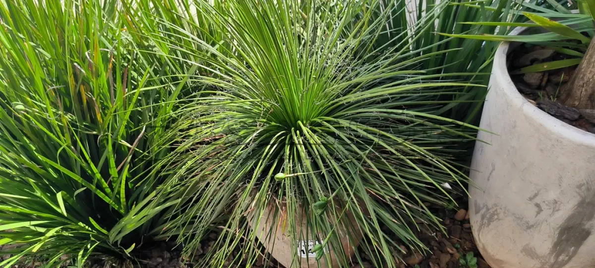 LOTE 146 - 01 JARRO COM PLANTAS VIVAS DECORATIVAS (NO ESTADO) ATENÇÃO! FAZER A VISITAÇÃO ANTES DE ARREMATAR, NÃO SABEMOS SE FUNCIONA. LEILÃO NÃO TEM GARANTIA E NEM DEVOLUÇÃO, SUJEITO A POSSÍVEIS AVARIAS VISÍVEIS/OCULTAS E/OU AUSÊNCIA DE COMPONENTES.