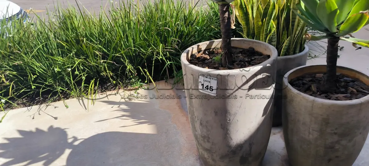 LOTE 145 - 01 JARRO COM PLANTAS VIVAS DECORATIVAS (NO ESTADO) ATENÇÃO! FAZER A VISITAÇÃO ANTES DE ARREMATAR, NÃO SABEMOS SE FUNCIONA. LEILÃO NÃO TEM GARANTIA E NEM DEVOLUÇÃO, SUJEITO A POSSÍVEIS AVARIAS VISÍVEIS/OCULTAS E/OU AUSÊNCIA DE COMPONENTES.