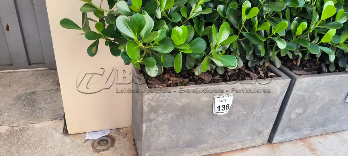 LOTE 138 - 01 JARRO COM PLANTAS VIVAS DECORATIVAS (NO ESTADO) ATENÇÃO! FAZER A VISITAÇÃO ANTES DE ARREMATAR, NÃO SABEMOS SE FUNCIONA. LEILÃO NÃO TEM GARANTIA E NEM DEVOLUÇÃO, SUJEITO A POSSÍVEIS AVARIAS VISÍVEIS/OCULTAS E/OU AUSÊNCIA DE COMPONENTES.