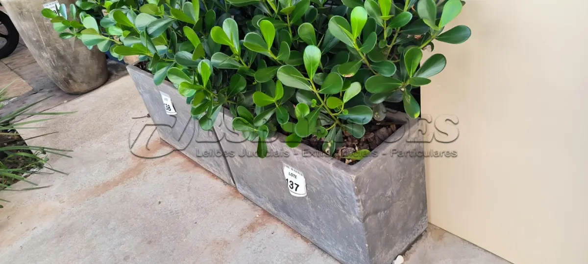 LOTE 137 - 01 JARRO COM PLANTAS VIVAS DECORATIVAS (NO ESTADO) ATENÇÃO! FAZER A VISITAÇÃO ANTES DE ARREMATAR, NÃO SABEMOS SE FUNCIONA. LEILÃO NÃO TEM GARANTIA E NEM DEVOLUÇÃO, SUJEITO A POSSÍVEIS AVARIAS VISÍVEIS/OCULTAS E/OU AUSÊNCIA DE COMPONENTES.