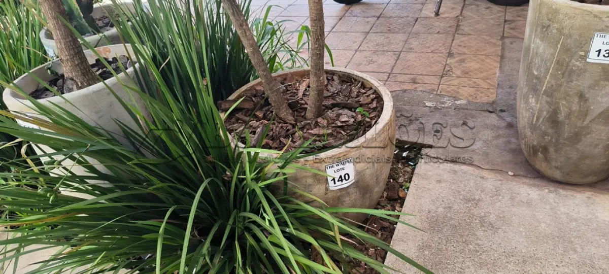 LOTE 140 - 01 JARRO COM PLANTAS VIVAS DECORATIVAS (NO ESTADO) ATENÇÃO! FAZER A VISITAÇÃO ANTES DE ARREMATAR, NÃO SABEMOS SE FUNCIONA. LEILÃO NÃO TEM GARANTIA E NEM DEVOLUÇÃO, SUJEITO A POSSÍVEIS AVARIAS VISÍVEIS/OCULTAS E/OU AUSÊNCIA DE COMPONENTES.