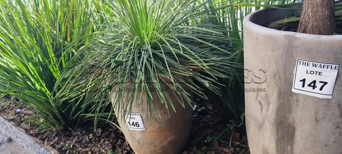 LOTE 146 - 01 JARRO COM PLANTAS VIVAS DECORATIVAS (NO ESTADO) ATENÇÃO! FAZER A VISITAÇÃO ANTES DE ARREMATAR, NÃO SABEMOS SE FUNCIONA. LEILÃO NÃO TEM GARANTIA E NEM DEVOLUÇÃO, SUJEITO A POSSÍVEIS AVARIAS VISÍVEIS/OCULTAS E/OU AUSÊNCIA DE COMPONENTES.