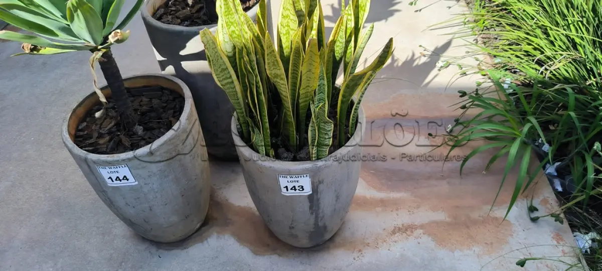 LOTE 143 - 01 JARRO COM PLANTAS VIVAS DECORATIVAS (NO ESTADO) ATENÇÃO! FAZER A VISITAÇÃO ANTES DE ARREMATAR, NÃO SABEMOS SE FUNCIONA. LEILÃO NÃO TEM GARANTIA E NEM DEVOLUÇÃO, SUJEITO A POSSÍVEIS AVARIAS VISÍVEIS/OCULTAS E/OU AUSÊNCIA DE COMPONENTES.