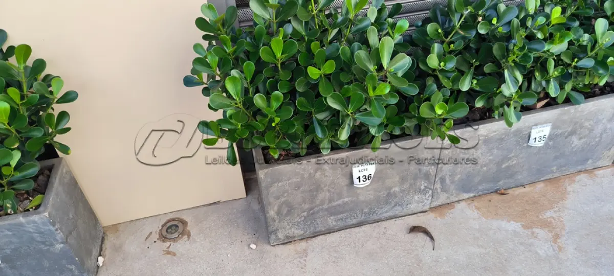 LOTE 136 - 01 JARRO COM PLANTAS VIVAS DECORATIVAS (NO ESTADO) ATENÇÃO! FAZER A VISITAÇÃO ANTES DE ARREMATAR, NÃO SABEMOS SE FUNCIONA. LEILÃO NÃO TEM GARANTIA E NEM DEVOLUÇÃO, SUJEITO A POSSÍVEIS AVARIAS VISÍVEIS/OCULTAS E/OU AUSÊNCIA DE COMPONENTES.