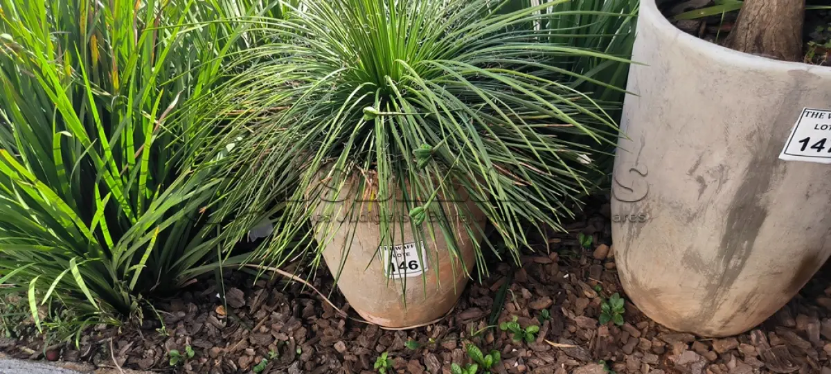 LOTE 146 - 01 JARRO COM PLANTAS VIVAS DECORATIVAS (NO ESTADO) ATENÇÃO! FAZER A VISITAÇÃO ANTES DE ARREMATAR, NÃO SABEMOS SE FUNCIONA. LEILÃO NÃO TEM GARANTIA E NEM DEVOLUÇÃO, SUJEITO A POSSÍVEIS AVARIAS VISÍVEIS/OCULTAS E/OU AUSÊNCIA DE COMPONENTES.