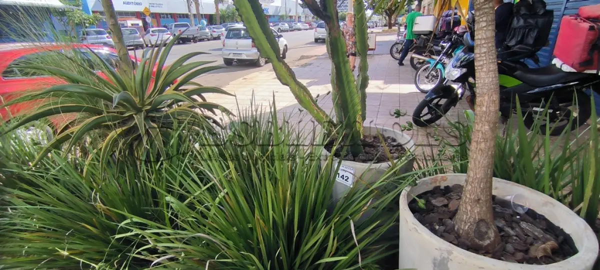 LOTE 141 - 01 JARRO COM PLANTAS VIVAS DECORATIVAS (NO ESTADO) ATENÇÃO! FAZER A VISITAÇÃO ANTES DE ARREMATAR, NÃO SABEMOS SE FUNCIONA. LEILÃO NÃO TEM GARANTIA E NEM DEVOLUÇÃO, SUJEITO A POSSÍVEIS AVARIAS VISÍVEIS/OCULTAS E/OU AUSÊNCIA DE COMPONENTES.