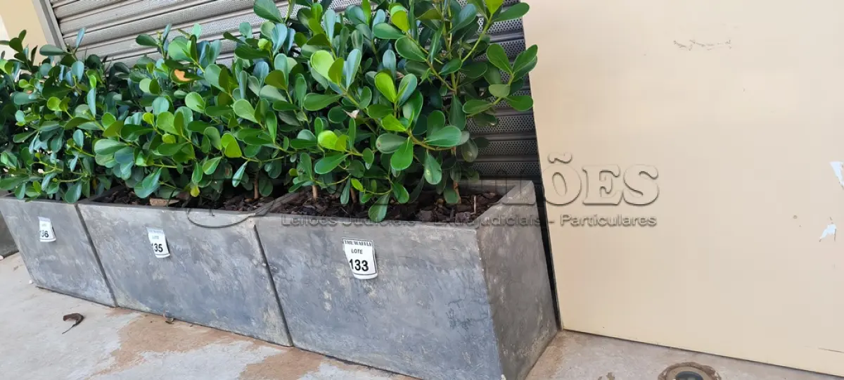 LOTE 133 - 01 JARRO COM PLANTAS VIVAS DECORATIVAS. (NO ESTADO) ATENÇÃO! FAZER A VISITAÇÃO ANTES DE ARREMATAR, NÃO SABEMOS SE FUNCIONA. LEILÃO NÃO TEM GARANTIA E NEM DEVOLUÇÃO, SUJEITO A POSSÍVEIS AVARIAS VISÍVEIS/OCULTAS E/OU AUSÊNCIA DE COMPONENTES.