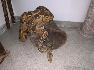 LOTE 047 - ESCULTURA COBRA MUITO REAL IMPORTADA INDONÉSIA EM MADEIRA ENTALHADA,  100X50CM VÍDEO NO ZAP DO LEILÃO(NO ESTADO)