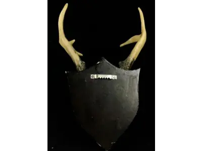 LOTE 058 - RARO CHIFRE DE CERVO SUÍÇO EM RESINA COM BRASÃO EM MADEIRA (30 CM DE ALTURA (NO ESTADO)