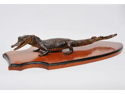 LOTE 079 - LINDO ENFEITE JACARÉ TAXIDERMIA, MUITO BOM CONSERVADO  28 CM POR 62 CM PEÇA RARA (NO ESTADO)