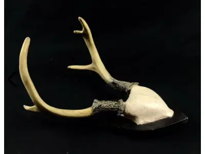 LOTE 058 - RARO CHIFRE DE CERVO SUÍÇO EM RESINA COM BRASÃO EM MADEIRA (30 CM DE ALTURA (NO ESTADO)