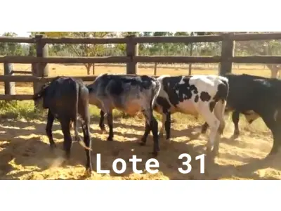 LOTE 031 - 01 BEZERRO GIROLANDO, (IDENTIFICAÇÃO FAL 459 5/8 SB, MÃE FAL 251 5/8, PAI SISTEMA, NASCIMENTO 02/03/06/2021, PESO 06/06/2022, 219 KG, 01 BEZERR A GIROLANDO, (IDENTIFICAÇÃO FAL 467  3/4, MÃE GHN 396, PAI DOOZER, NASCIMENTO 20/05/2021, PESO 06/06/2022, 228KG, 01 BEZERRO GIROLANDO, (IDENTIFICAÇÃO CAG 2721 3/4, MÃE CAG 817, PAI SUPREMO 3/4 HZ, NASCIMENTO 18/08/2021, PESO 06/06/2022, 218 KG, 01 BEZERRO GIROLANDO, (IDENTIFICAÇÃO CAG 3321 5/8, MÃE CAG 021, PAI DIPLOMATA 5/8 HZ, NASCIMENTO 21/09/2021, PESO 238 KG. (TOTAL 04 BEZERROS GIROLANDO)