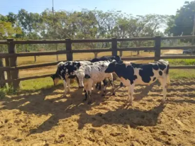 LOTE 029 - 01 BEZERRO GIROLANDO, (IDENTIFICAÇÃO FAL 468 5/8, MÃE FAL 137 3/4, PAI B. CHORAL, NASCIMENTO 21/05/2021, PESO 06/06/2022, 228 KG, 01 BEZERR A GIROLANDO, (IDENTIFICAÇÃO FAL 479 5/8, MÃE FAL 258 3/4, PAI T.272, NASCIMENTO 19/07/2021, PESO 06/06/2022, 187KG, 01 BEZERRO GIROLANDO, (IDENTIFICAÇÃO CAG 2521 3/4, MÃE CAG 1017, PAI SI, NASCIMENTO 07/08/2021, PESO 06/06/2022, 262 KG E 01 BEZERRO GIROLANDO, (IDENTIFICAÇÃO CAG 4721 3/4, MÃE CAG 040, PAI 2317 3/4 HZ, NASCIMENTO 28/10/2021, PESO 211 KG. (TOTAL 04 BEZERROS GIROLANDO)