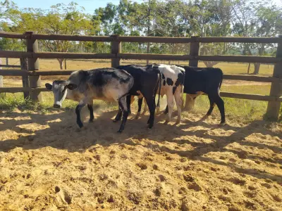 LOTE 031 - 01 BEZERRO GIROLANDO, (IDENTIFICAÇÃO FAL 459 5/8 SB, MÃE FAL 251 5/8, PAI SISTEMA, NASCIMENTO 02/03/06/2021, PESO 06/06/2022, 219 KG, 01 BEZERR A GIROLANDO, (IDENTIFICAÇÃO FAL 467  3/4, MÃE GHN 396, PAI DOOZER, NASCIMENTO 20/05/2021, PESO 06/06/2022, 228KG, 01 BEZERRO GIROLANDO, (IDENTIFICAÇÃO CAG 2721 3/4, MÃE CAG 817, PAI SUPREMO 3/4 HZ, NASCIMENTO 18/08/2021, PESO 06/06/2022, 218 KG, 01 BEZERRO GIROLANDO, (IDENTIFICAÇÃO CAG 3321 5/8, MÃE CAG 021, PAI DIPLOMATA 5/8 HZ, NASCIMENTO 21/09/2021, PESO 238 KG. (TOTAL 04 BEZERROS GIROLANDO)