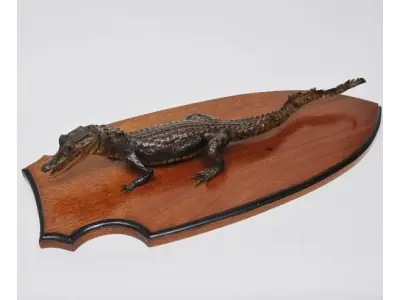 LOTE 079 - LINDO ENFEITE JACARÉ TAXIDERMIA, MUITO BOM CONSERVADO  28 CM POR 62 CM PEÇA RARA (NO ESTADO)