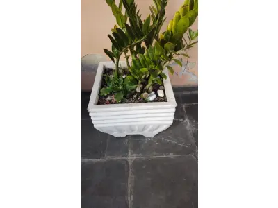 LOTE 248 - VAZO COM PLANTA VERDADEIRA ZAMICULCA (NO ESTADO)