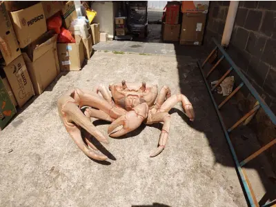LOTE 243 - RARA E ÚNICA ESCULTURA DE CARANGUEJO IMPORTADA PEÇA RARÍSSIMA  (NO ESTADO)