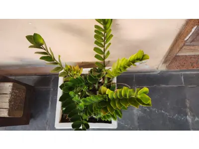 LOTE 248 - VAZO COM PLANTA VERDADEIRA ZAMICULCA (NO ESTADO)