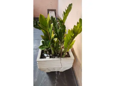 LOTE 248 - VAZO COM PLANTA VERDADEIRA ZAMICULCA (NO ESTADO)