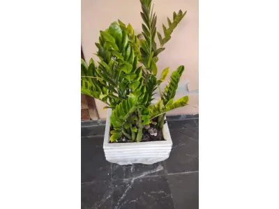 LOTE 249 - VAZO COM PLANTA VERDADEIRA ZAMICULCA (NO ESTADO)