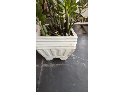 LOTE 249 - VAZO COM PLANTA VERDADEIRA ZAMICULCA (NO ESTADO)