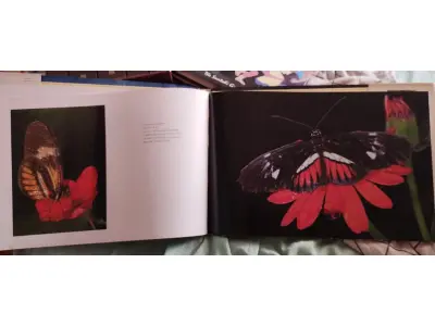 LOTE 614 - RARO LIVRO FLYING FLOWERS RICK SAMMON (NO ESTADO)