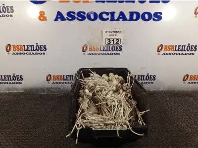 LOTE 312 - 01 LOTE COM GRANDE QUANTIDADE DE SOQUETES PARA LÂMPADAS DICROICA. (NO ESTADO) ATENÇÃO! FAZER A VISITAÇÃO ANTES DE ARREMATAR, NÃO SABEMOS SE FUNCIONA. LEILÃO NÃO TEM GARANTIA E NEM DEVOLUÇÃO, SUJEITO A POSSÍVEIS AVARIAS VISÍVEIS/OCULTAS E/OU AUSÊNCIA DE COMPONENTES.