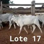 LOTE 017 - 01 BEZERRA NELORE/ANELORADA, (IDENTIFICAÇÃO NLN 501 MÃE NLC 180, PAI T-2180, NASCIMENTO 21/09/2021, PESO 06/06/2022, 236KG, 01 BEZERRA NELORE/ANELORADA, (IDENTIFICAÇÃO NLN 507 MÃE NLC 020, PAI SIKABAD, NASCIMENTO 14/11/2021, PESO 06/06/2022, 179KG, 01 BEZERRA NELORE/ANELORADA, (IDENTIFICAÇÃO NLN 508 MÃE NLC 249, PAI SIKABAD, NASCIMENTO 14/11/2021, PESO 06/06/2022, 187KG, 01 BEZERRA NELORE/ANELORADA, (IDENTIFICAÇÃO NLN 516 MÃE NLC 237, PAI ZELO AJ , NASCIMENTO 27/12/2021, PESO 06/06/2022, 180KG E 01 BEZERRA NELORE/ANELORADA, (IDENTIFICAÇÃO CAG 3421 MÃE CAG 618, PAI THOR NEL 0917, NASCIMENTO 03/12/2021, PESO 06/06/2022, 192KG (TOTAL 5 BEZERRAS)