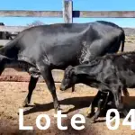 LOTE 004 - 01 VACA GIROLANDA COM CRIA AO PÉ, (IDENTIFICAÇÃO 5/8 HOL 490 MACHO, PAI QUINCAS 5/8, NASCIMENTO 11/11/2021.
