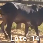 LOTE 014 - 01 NOVILHA NELORE/ANELORADA, (IDENTIFICAÇÃO NLN 472 MÃE CAG 5810, PAI T-2180, NASCIMENTO 29/01/2020, PESO 06/06/2022, 420KG.