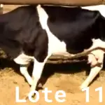 LOTE 011 - 01 VACA GIROLANDA, (IDENTIFICAÇÃO CAG 1217 MÃE CAG 4312, PAI CORAÇÃO, NASCIMENTO 03/05/2017, REPRODUÇÃO COBERTA, TOURO GALANTE NEL 077, PESO 06/06/2022, 417KG.