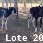 LOTE 020 - 01 BEZERRA GIROLANDA, (IDENTIFICAÇÃO FAL 471 3/4, MÃE GHN 01, PAI DOOZER, NASCIMENTO 06/06/2021, PESO 06/06/2022, 101,5KG E 01 BEZERRA GIROLANDA, (IDENTIFICAÇÃO FAL 486 3/4, MÃE GHC 7345, PAI MONETÁRY, NASCIMENTO 25/09/2021, PESO 06/06/2022, 95,0 KG. (TOTAL 02 BEZERRAS GIROLANDAS)