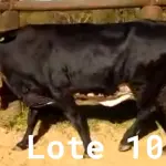 LOTE 010 - 01 VACA GIROLANDA, (IDENTIFICAÇÃO CAG 8615 MÃE CAG 3295, PAI RUSH RO, NASCIMENTO 04/08/2015, REPRODUÇÃO COBERTA, TOURO GALANTE NEL 077, PESO 06/06/2022, 720KG.