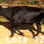 LOTE 012 - 01 VACA GIROLANDA, (IDENTIFICAÇÃO CAG 1817 MÃE CAG 3293, PAI STEWART HO, NASCIMENTO 20/07/2017, REPRODUÇÃO COBERTA, TOURO GALANTE NEL 077, PESO 06/06/2022, 521KG.