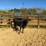 LOTE 012 - 01 VACA GIROLANDA, (IDENTIFICAÇÃO CAG 1817 MÃE CAG 3293, PAI STEWART HO, NASCIMENTO 20/07/2017, REPRODUÇÃO COBERTA, TOURO GALANTE NEL 077, PESO 06/06/2022, 521KG.