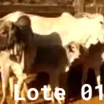 LOTE 001 - 02 VACAS NELORE COM CRIA AO PÉ, (IDENTIFICAÇÃO CAG 2012, MÃE CAG 1017, PAI SI, NASCIMENTO 22/02/2012, PESO 608Kg, CRIA AO PÉ IDENTIFICAÇÃO CAG 522, NASCIMENTO 04/02/2022, PAI SI, SEXO MASCULINO) E (IDENTIFICAÇÃO CAG 10215, MÃE CAG 1036, 01 NELORE, NASCIMENTO 01/11/2015, PESO 585KG, CRIA AO PÉ IDENTIFICAÇÃO CAG 1022, NASCIMENTO 13/02/2021, PAI THOR NELSI, SEXO FEMININO)