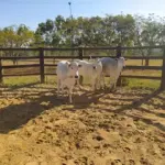 LOTE 015 - 01 NOVILHAS NELORE/ANELORADA, (IDENTIFICAÇÃO NLN 475 MÃE NLC 207, PAI T-2180, NASCIMENTO 06/09/2020, PESO 06/06/2022, 329KG, 01 NOVILHA NELORE/ANELORADA, (IDENTIFICAÇÃO NLN 480 MÃE NLC 022, PAI T-2180, NASCIMENTO 26/09/2020, PESO 06/06/2022, 275KG E 01 NOVILHA NELORE/ANELORADA, (IDENTIFICAÇÃO NLN 486 MÃE NLC 218, PAI T-2180, NASCIMENTO 21/10/2020 PESO 06/06/2022, 307KG. (TOTAL 3 NOVILHAS)