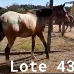 LOTE 043 - 01 EQUINO, (IDENTIFICAÇÃO FAL 633, NOME SN, CATEGORIA ÉGUA, MÃE SL, PAI SL, PELAGEM ROSILHA, NASCIMENTO 2005.