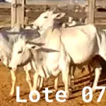 LOTE 007 - 03 VACAS NELORE VAZIAS, (IDENTIFICAÇÃO NLC 020, MÃE SI, PAI SI, NASCIMENTO 2017, PESO 435KG; IDENTIFICAÇÃO NLC 025, PAI SI, MÃE SI, NASCIMENTO 2017, PESO 466KG; IDENTIFICAÇÃO NLC 026, PAI SI, MÃE SI, NASCIMENTO 2017, PESO 392KG).