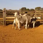 LOTE 001 - 02 VACAS NELORE COM CRIA AO PÉ, (IDENTIFICAÇÃO CAG 2012, MÃE CAG 1017, PAI SI, NASCIMENTO 22/02/2012, PESO 608Kg, CRIA AO PÉ IDENTIFICAÇÃO CAG 522, NASCIMENTO 04/02/2022, PAI SI, SEXO MASCULINO) E (IDENTIFICAÇÃO CAG 10215, MÃE CAG 1036, 01 NELORE, NASCIMENTO 01/11/2015, PESO 585KG, CRIA AO PÉ IDENTIFICAÇÃO CAG 1022, NASCIMENTO 13/02/2021, PAI THOR NELSI, SEXO FEMININO)
