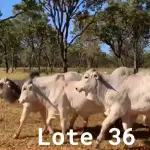 LOTE 036 - 72 ANIMAIS EXPERIMENTAIS NASCIMENTO OUTUBRO A DEZEMBRO 2020, (IDENTIFICAÇÃO NL 01, PESO 24/06/2022, 477KG, 01 ANIMAL EXPERIMENTAL, (IDENTIFICAÇÃO NL 02, PESO 24/06/2022, 433KG, 01 ANIMAL EXPERIMENTAL, (IDENTIFICAÇÃO NL 03, PESO 24/06/2022, 439KG, 01 ANIMAL EXPERIMENTAL, (IDENTIFICAÇÃO NL 04, PESO 24/06/2022, 446KG, 01 ANIMAL EXPERIMENTAL, (IDENTIFICAÇÃO NL 05, PESO 24/06/2022, 413KG, 01 ANIMAL EXPERIMENTAL, (IDENTIFICAÇÃO NL 06, PESO 24/06/2022, 531KG, 01 ANIMAL EXPERIMENTAL, (IDENTIFICAÇÃO NL 07, PESO 24/06/2022, 438KG, 01 ANIMAL EXPERIMENTAL, (IDENTIFICAÇÃO NL 08, PESO 24/06/2022, 458KG, 01 ANIMAL EXPERIMENTAL, (IDENTIFICAÇÃO NL 10, PESO 24/06/2022, 433KG, 01 ANIMAL EXPERIMENTAL, (IDENTIFICAÇÃO NL 11, PESO 24/06/2022, 438KG, 01 ANIMAL EXPERIMENTAL, (IDENTIFICAÇÃO NL 12, PESO 24/06/2022, 478KG, 01 ANIMAL EXPERIMENTAL, (IDENTIFICAÇÃO NL 13, PESO 24/06/2022, 467KG, 01 ANIMAL EXPERIMENTAL, (IDENTIFICAÇÃO NL 14, PESO 24/06/2022, 452KG, 01 ANIMAL EXPERIMENTAL, (IDENTIFICAÇÃO NL 15, PESO 24/06/2022, 419KG, 01 ANIMAL EXPERIMENTAL, (IDENTIFICAÇÃO NL 16, PESO 24/06/2022, 546KG, 01 ANIMAL EXPERIMENTAL, (IDENTIFICAÇÃO NL 17, PESO 24/06/2022, 398KG, 01 ANIMAL EXPERIMENTAL, (IDENTIFICAÇÃO NL 18, PESO 24/06/2022, 505KG, 01 ANIMAL EXPERIMENTAL, (IDENTIFICAÇÃO NL 19, PESO 24/06/2022, 516KG, 01 ANIMAL EXPERIMENTAL, (IDENTIFICAÇÃO NL 20, PESO 24/06/2022, 466KG, 01 ANIMAL EXPERIMENTAL, (IDENTIFICAÇÃO NL 21, PESO 24/06/2022, 471KG, 01 ANIMAL EXPERIMENTAL, (IDENTIFICAÇÃO NL 22, PESO 24/06/2022, 486KG, 01 ANIMAL EXPERIMENTAL, (IDENTIFICAÇÃO NL 23 PESO 24/06/2022, 503KG, 01 ANIMAL EXPERIMENTAL, (IDENTIFICAÇÃO NL 24 PESO 24/06/2022, 486KG, 01 ANIMAL EXPERIMENTAL, (IDENTIFICAÇÃO NL 25 PESO 24/06/2022, 466KG, 01 ANIMAL EXPERIMENTAL, (IDENTIFICAÇÃO NL 26 PESO 24/06/2022, 472KG, 01 ANIMAL EXPERIMENTAL, (IDENTIFICAÇÃO NL 27 PESO 24/06/2022, 437KG, 01 ANIMAL EXPERIMENTAL, (IDENTIFICAÇÃO NL 28 PESO 24/06/2022, 469KG, 01 ANIMAL EXPERIMENTAL, (IDENTIFICAÇÃO NL 29 PESO 24/06/2022, 454KG, 01 ANIMAL EXPERIMENTAL, (IDENTIFICAÇÃO NL 30 PESO 24/06/2022, 440KG, 01 ANIMAL EXPERIMENTAL, (IDENTIFICAÇÃO NL 31 PESO 24/06/2022, 464KG, 01 ANIMAL EXPERIMENTAL, (IDENTIFICAÇÃO NL 32 PESO 24/06/2022, 482KG, 01 ANIMAL EXPERIMENTAL, (IDENTIFICAÇÃO NL 33 PESO 24/06/2022, 409KG, 01 ANIMAL EXPERIMENTAL, (IDENTIFICAÇÃO NL 34 PESO 24/06/2022, 485KG, 01 ANIMAL EXPERIMENTAL, (IDENTIFICAÇÃO NL 36 PESO 24/06/2022, 517KG, 01 ANIMAL EXPERIMENTAL, (IDENTIFICAÇÃO NL 37 PESO 24/06/2022, 496KG, 01 ANIMAL EXPERIMENTAL, (IDENTIFICAÇÃO NL 41, PESO 24/06/2022, 447KG, 01 ANIMAL EXPERIMENTAL, (IDENTIFICAÇÃO NL 43 PESO 24/06/2022, 461KG, 01 ANIMAL EXPERIMENTAL, (IDENTIFICAÇÃO NL 44, PESO 24/06/2022, 393KG, 01 ANIMAL EXPERIMENTAL, (IDENTIFICAÇÃO NL 46, PESO 24/06/2022, 451KG, 01 ANIMAL EXPERIMENTAL, (IDENTIFICAÇÃO NL 47, PESO 24/06/2022, 458KG, 01 ANIMAL EXPERIMENTAL, (IDENTIFICAÇÃO NL 48, PESO 24/06/2022, 442KG, 01 ANIMAL EXPERIMENTAL, (IDENTIFICAÇÃO NL 49, PESO 24/06/2022, 436KG, 01 ANIMAL EXPERIMENTAL, (IDENTIFICAÇÃO NL 51, PESO 24/06/2022, 392KG, 01 ANIMAL EXPERIMENTAL, (IDENTIFICAÇÃO NL 53, PESO 24/06/2022, 449KG, 01 ANIMAL EXPERIMENTAL, (IDENTIFICAÇÃO NL 54, PESO 24/06/2022, 470KG, 01 ANIMAL EXPERIMENTAL, (IDENTIFICAÇÃO NL 55, PESO 24/06/2022, 482KG, 01 ANIMAL EXPERIMENTAL, (IDENTIFICAÇÃO NL 61, PESO 24/06/2022, 476KG, 01 ANIMAL EXPERIMENTAL, (IDENTIFICAÇÃO NL 62, PESO 24/06/2022, 419KG, 01 ANIMAL EXPERIMENTAL, (IDENTIFICAÇÃO NL 63, PESO 24/06/2022, 475KG, 01 ANIMAL EXPERIMENTAL, (IDENTIFICAÇÃO NL 65, PESO 24/06/2022, 484KG, 01 ANIMAL EXPERIMENTAL, (IDENTIFICAÇÃO NL 66, PESO 24/06/2022, 532KG, 01 ANIMAL EXPERIMENTAL, (IDENTIFICAÇÃO NL 67, PESO 24/06/2022, 478KG, 01 ANIMAL EXPERIMENTAL, (IDENTIFICAÇÃO NL 68, PESO 24/06/2022, 466KG, 01 ANIMAL EXPERIMENTAL, (IDENTIFICAÇÃO NL 69, PESO 24/06/2022, 413KG, 01 ANIMAL EXPERIMENTAL, (IDENTIFICAÇÃO NL 70, PESO 24/06/2022, 485KG, 01 ANIMAL EXPERIMENTAL, (IDENTIFICAÇÃO NL 72, PESO 24/06/2022, 442KG, 01 ANIMAL EXPERIMENTAL, (IDENTIFICAÇÃO NL 73, PESO 24/06/2022, 467KG, 01 ANIMAL EXPERIMENTAL, (IDENTIFICAÇÃO NL 74, PESO 24/06/2022, 515KG, 01 ANIMAL EXPERIMENTAL, (IDENTIFICAÇÃO NL 75, PESO 24/06/2022, 436KG, 01 ANIMAL EXPERIMENTAL, (IDENTIFICAÇÃO NL 76, PESO 24/06/2022, 477KG, 01 ANIMAL EXPERIMENTAL, (IDENTIFICAÇÃO NL 77, PESO 24/06/2022, 471KG, 01 ANIMAL EXPERIMENTAL, (IDENTIFICAÇÃO NL 79, PESO 24/06/2022, 436KG, 01 ANIMAL EXPERIMENTAL, (IDENTIFICAÇÃO NL 80, PESO 24/06/2022, 475KG, 01 ANIMAL EXPERIMENTAL, (IDENTIFICAÇÃO NL 81, PESO 24/06/2022, 441KG, 01 ANIMAL EXPERIMENTAL, (IDENTIFICAÇÃO NL 82, PESO 24/06/2022, 460KG, 01 ANIMAL EXPERIMENTAL, (IDENTIFICAÇÃO NL 84, PESO 24/06/2022, 428KG, 01 ANIMAL EXPERIMENTAL, (IDENTIFICAÇÃO NL 85, PESO 24/06/2022, 447KG, 01 ANIMAL EXPERIMENTAL, (IDENTIFICAÇÃO NL 86, PESO 24/06/2022, 480KG, 01 ANIMAL EXPERIMENTAL, (IDENTIFICAÇÃO NL 88, PESO 24/06/2022, 490KG, 01 ANIMAL EXPERIMENTAL, (IDENTIFICAÇÃO NL 89, PESO 24/06/2022, 506KG, 01 ANIMAL EXPERIMENTAL, (IDENTIFICAÇÃO NL 90, PESO 24/06/2022, 433KG E 01 ANIMAL EXPERIMENTAL, (IDENTIFICAÇÃO NL 91, PESO 24/06/2022, 457KG.