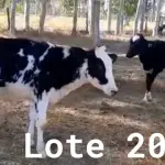 LOTE 020 - 01 BEZERRA GIROLANDA, (IDENTIFICAÇÃO FAL 471 3/4, MÃE GHN 01, PAI DOOZER, NASCIMENTO 06/06/2021, PESO 06/06/2022, 101,5KG E 01 BEZERRA GIROLANDA, (IDENTIFICAÇÃO FAL 486 3/4, MÃE GHC 7345, PAI MONETÁRY, NASCIMENTO 25/09/2021, PESO 06/06/2022, 95,0 KG. (TOTAL 02 BEZERRAS GIROLANDAS)