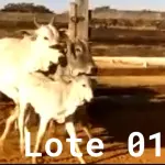 LOTE 001 - 02 VACAS NELORE COM CRIA AO PÉ, (IDENTIFICAÇÃO CAG 2012, MÃE CAG 1017, PAI SI, NASCIMENTO 22/02/2012, PESO 608Kg, CRIA AO PÉ IDENTIFICAÇÃO CAG 522, NASCIMENTO 04/02/2022, PAI SI, SEXO MASCULINO) E (IDENTIFICAÇÃO CAG 10215, MÃE CAG 1036, 01 NELORE, NASCIMENTO 01/11/2015, PESO 585KG, CRIA AO PÉ IDENTIFICAÇÃO CAG 1022, NASCIMENTO 13/02/2021, PAI THOR NELSI, SEXO FEMININO)