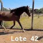 LOTE 042 - 01 EQUINO, (IDENTIFICAÇÃO FAL 584, NOME SN, CATEGORIA ÉGUA, MÃE SL, PAI SL, PELAGEM CASTANHA, NASCIMENTO 2005.