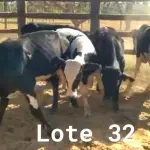 LOTE 032 - 01 BEZERRO GIROLANDO, (IDENTIFICAÇÃO CAG 1521 3/4 , MÃE CAG 5015 , PAI 1917 3/4  HOL, NASCIMENTO 19/05/2021, PESO 06/06/2022, 281 KG, 01 BEZERR A GIROLANDO, (IDENTIFICAÇÃO CAG 1721 3/4, MÃE CAG 4016, PAI 1917  3/4  HOL, NASCIMENTO 31/05/2021, PESO 06/06/2022, 255 KG, 01 BEZERRO GIROLANDO, (IDENTIFICAÇÃO CAG 1921 15/16, MÃE CAG 3416,  PAI SUNSHINE HOL, NASCIMENTO 05/06/2021, PESO 06/06/2022, 282 KG, 01 BEZERRO GIROLANDO, (IDENTIFICAÇÃO CAG 3121 3/4 , MÃE CAG 3214, PAI OLIMPIO 3/4 HZ, NASCIMENTO 13/09/2021, 278 KG E 01 BEZERRO GIROLANDO, (IDENTIFICAÇÃO CAG 2921 3/4 SB, MÃE CAG 1217, PAI 2317 3/4 HZ, NASCIMENTO 29/10/2021, PESO 06/06/2022, 298 KG. (TOTAL 05 BEZERROS GIROLANDO)