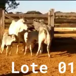 LOTE 001 - 02 VACAS NELORE COM CRIA AO PÉ, (IDENTIFICAÇÃO CAG 2012, MÃE CAG 1017, PAI SI, NASCIMENTO 22/02/2012, PESO 608Kg, CRIA AO PÉ IDENTIFICAÇÃO CAG 522, NASCIMENTO 04/02/2022, PAI SI, SEXO MASCULINO) E (IDENTIFICAÇÃO CAG 10215, MÃE CAG 1036, 01 NELORE, NASCIMENTO 01/11/2015, PESO 585KG, CRIA AO PÉ IDENTIFICAÇÃO CAG 1022, NASCIMENTO 13/02/2021, PAI THOR NELSI, SEXO FEMININO)
