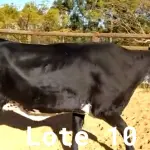 LOTE 010 - 01 VACA GIROLANDA, (IDENTIFICAÇÃO CAG 8615 MÃE CAG 3295, PAI RUSH RO, NASCIMENTO 04/08/2015, REPRODUÇÃO COBERTA, TOURO GALANTE NEL 077, PESO 06/06/2022, 720KG.