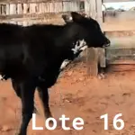 LOTE 016 - 01 BEZERRA NELORE/ANELORADA, (IDENTIFICAÇÃO CAG 2221 MÃE CAG 2616, PAI CAG 2317 3/4, NASCIMENTO 25/09/2021, PESO 06/06/2022, 212KG.